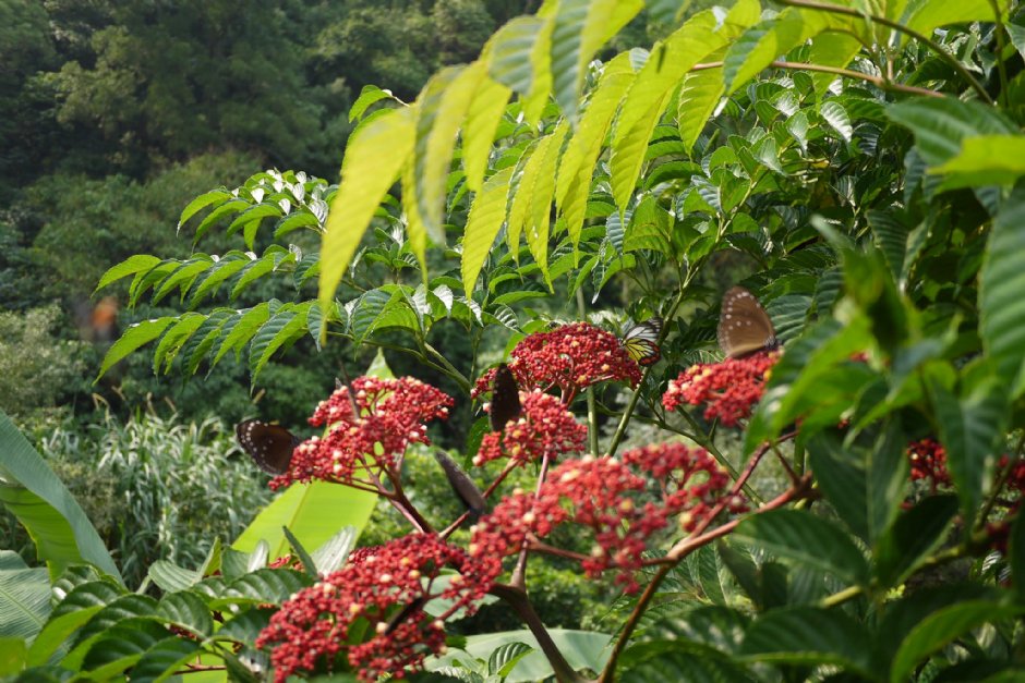 茂林紫蝶幽谷賞蝶步道 攝影：三個井