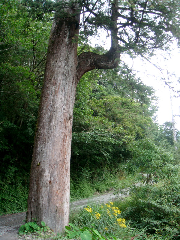 沿途巨木 攝影：余燕鳳