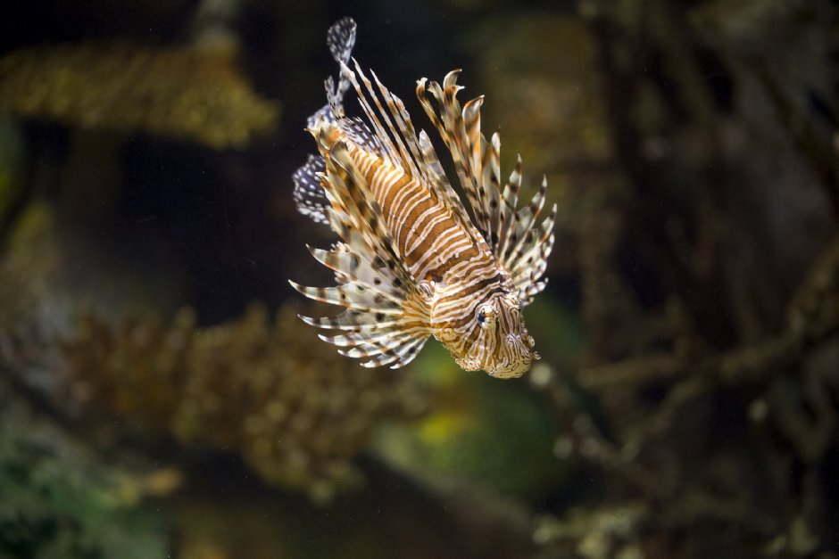 澎湖水族館獅子魚 攝影：澎湖水族館