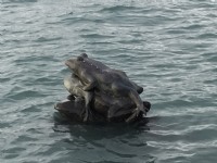 水蛙頭<br/> 攝影：旅遊王攝影組