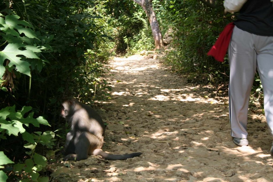 壽山登山步道 攝影：老山羊部落格