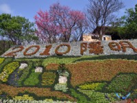 2010陽明山櫻花季<br/> 攝影：amo
