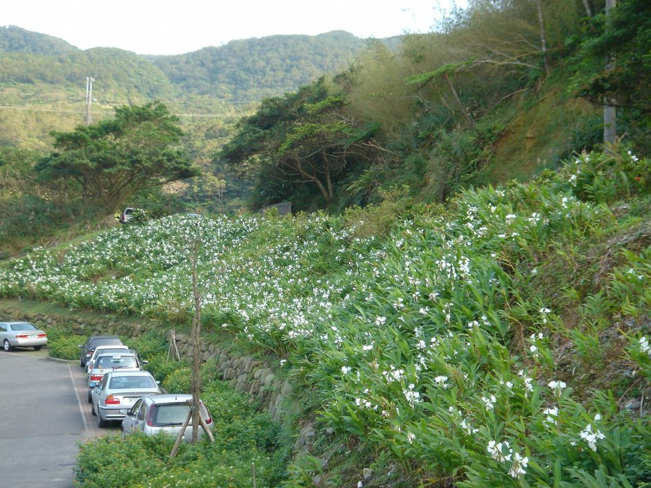 整排野薑花 攝影：陳美吟