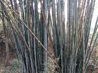 巨竹<br/> 攝影：雲林縣政府