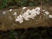 特殊植物景觀<br/> 攝影：鄭瑄頤