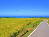 金黃色的稻浪撲面而來<br/> 攝影：台東觀光旅遊網 提供