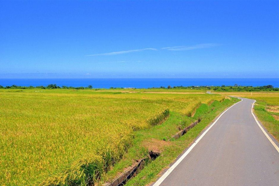 金黃色的稻浪撲面而來 攝影：台東觀光旅遊網 提供