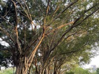 大安森林公園