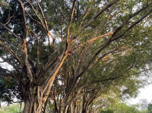 大安森林公園-大安森林公園