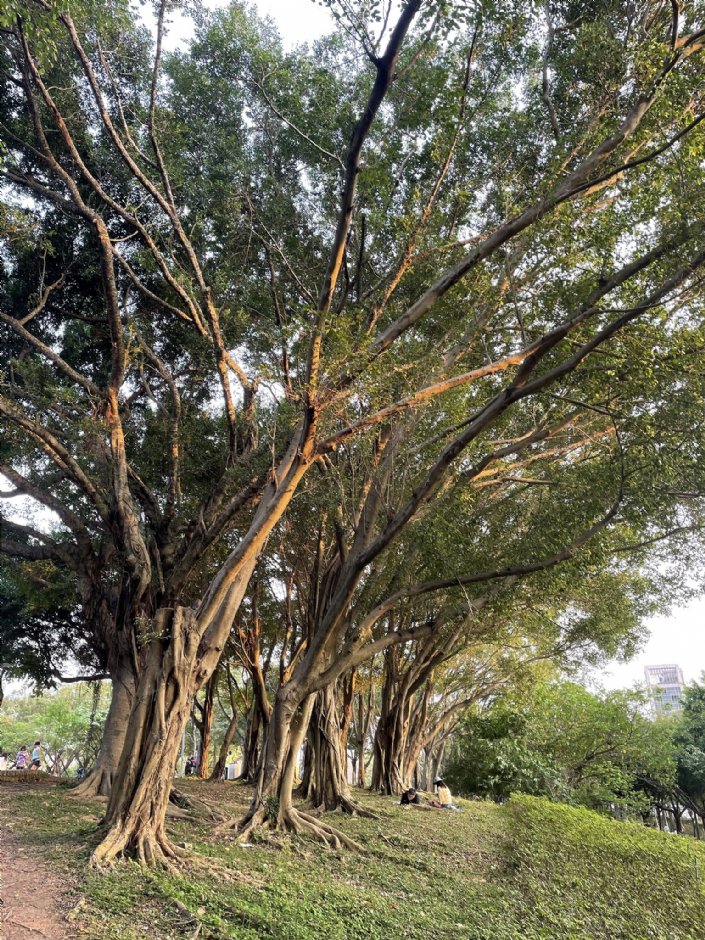 大安森林公園 攝影：Eva隨手拍