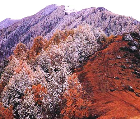 雪蓋杉林 攝影：四川旅遊信息網