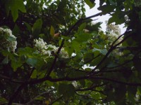 鳶山步道桐花<br/> 攝影：xcatx