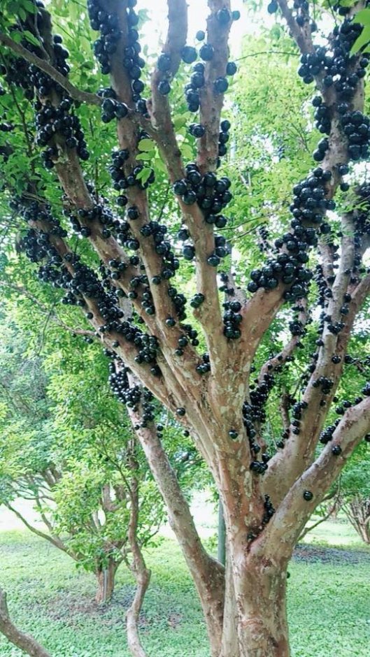 嘉寶果農場 攝影：果寶歡酵觀光工廠