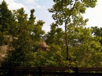 紅葉公園翠綠楓葉<br/> 攝影：林山景