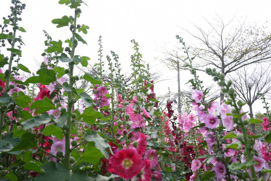 學甲蜀葵花海 攝影：三井