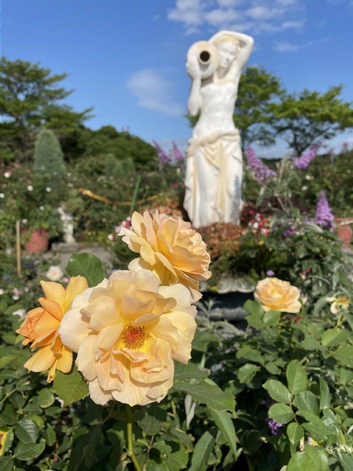 台北玫瑰園 攝影：Eva隨手拍