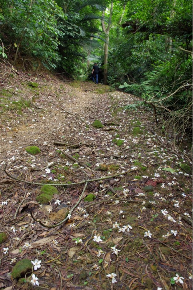 永和山水庫賞桐秘境 攝影：Eva隨手拍