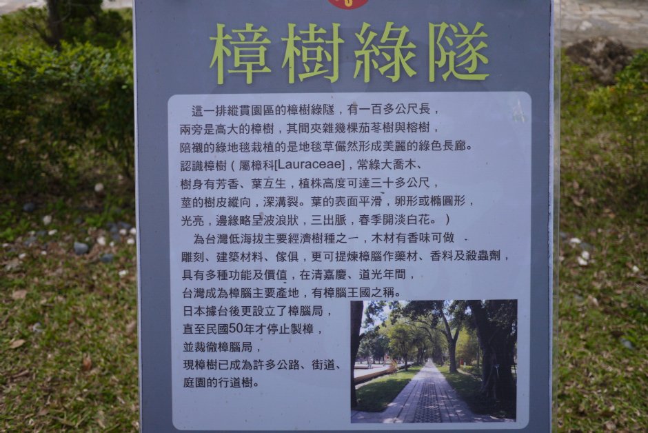 樟樹綠隧簡介 攝影：旅遊王攝影組