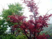 楓紅<br/> 攝影：陳美吟