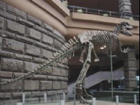 恐龍博物館-07<br/> 攝影：四川旅遊信息網