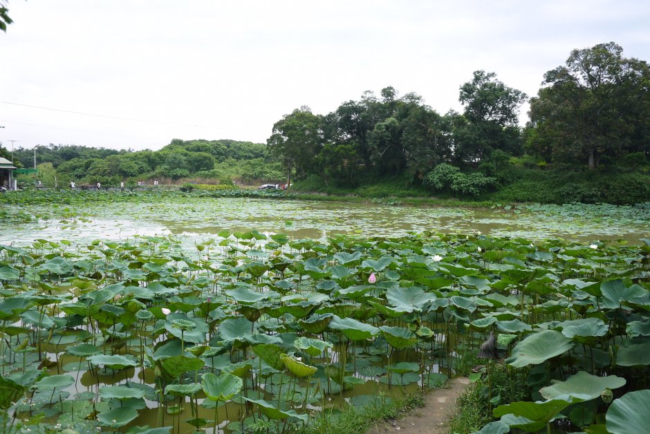 台南白河蓮花公園 攝影：三井