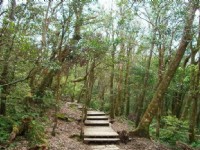 林間步道美景<br/> 攝影：老山羊部落格