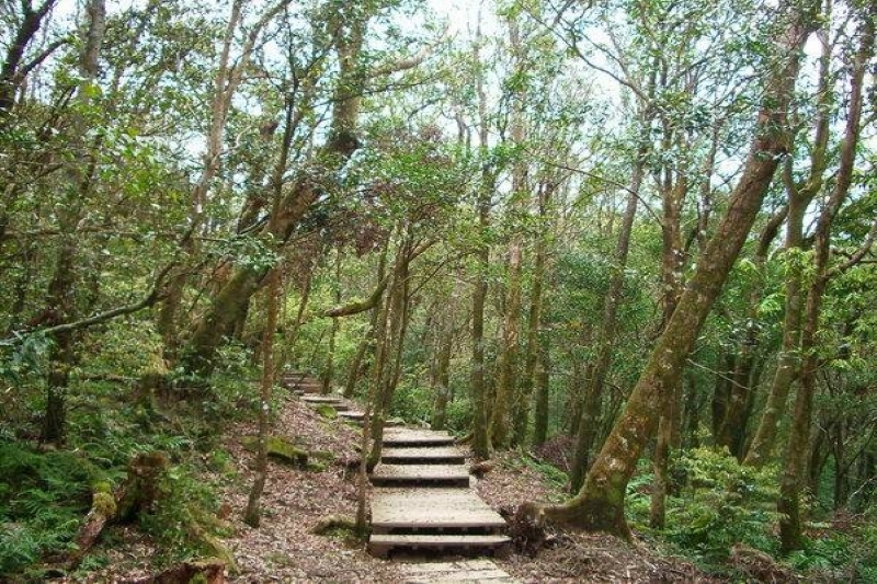 林間步道美景 攝影：老山羊部落格