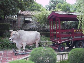牛车 摄影：郭香妙