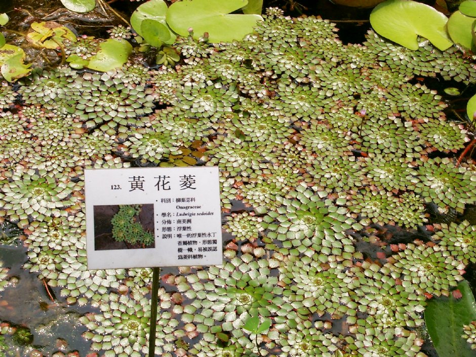 黃花菱 攝影：Eva隨手拍