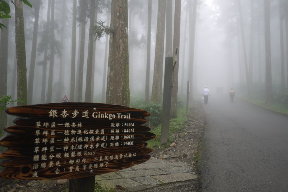溪頭銀杏步道 攝影：三井