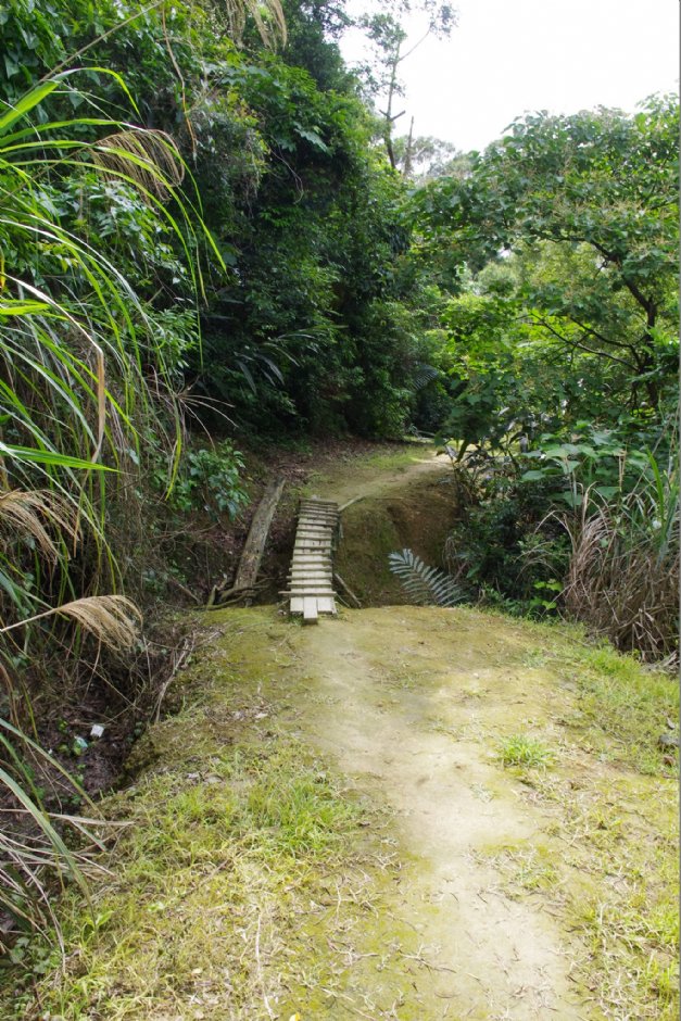 永和山水庫賞桐秘境 攝影：Eva隨手拍