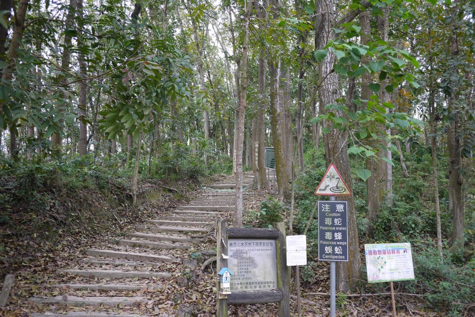 桃花心木林步道 摄影：旅遊王攝影組