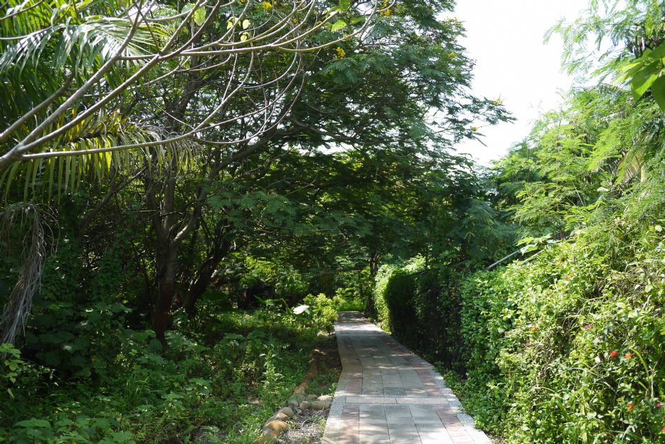 原生植物園 攝影：三井