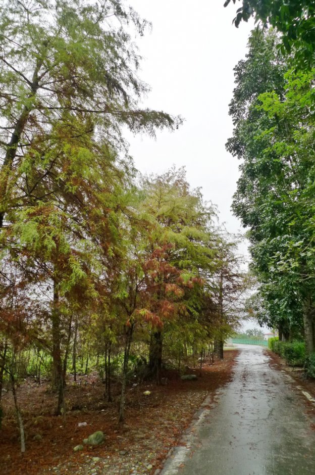 初英親水生態公園 攝影：Eva隨手拍