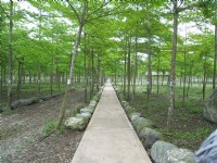 建設中的綠林步道<br/> 攝影：童永銓