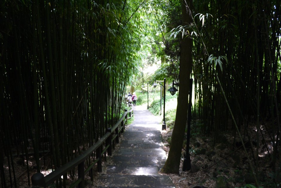 201407奮起湖竹林步道 攝影：三個井