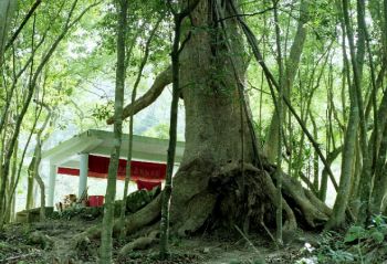 二寮神木 攝影：呂玫瑢