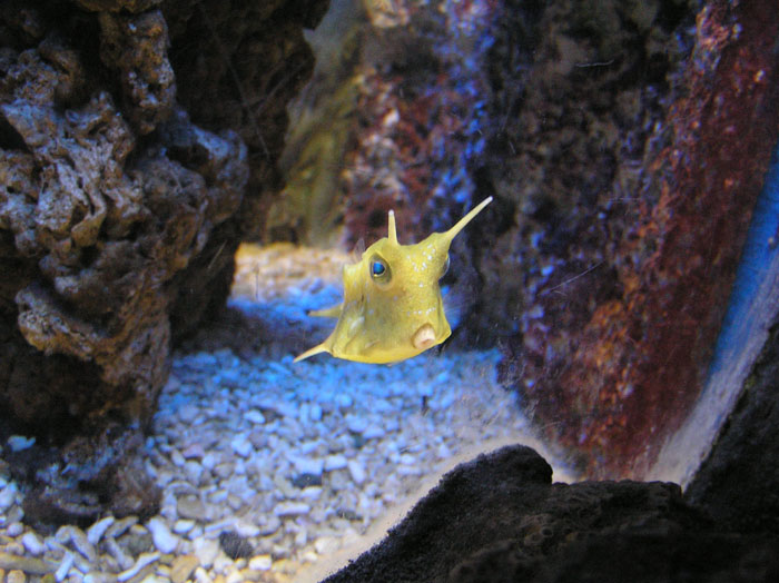 可愛的魚 攝影：野柳海洋世界