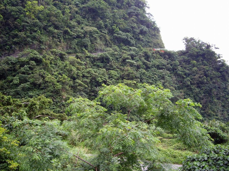 清水休息區的山林景色 攝影：老山羊部落格
