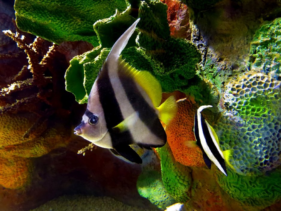 澎湖水族館生態 攝影：澎湖水族館