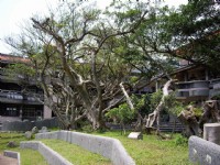 大溪國小-原野校景<br/> 攝影：老山羊部落格
