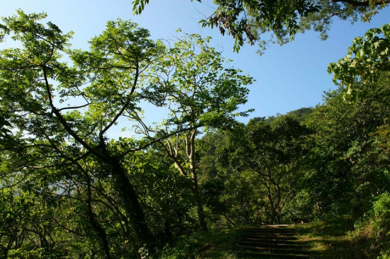 榕蔭步道的山黃麻 攝影：老山羊部落格