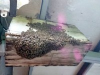 成群的野蜂<br/> 攝影：瑞峰野蜂場 提供