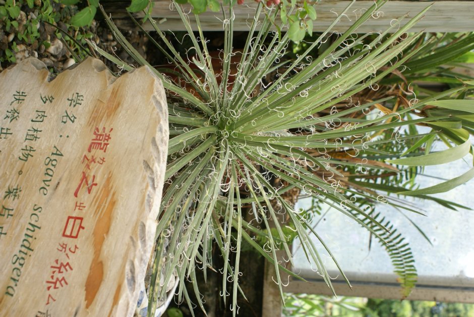 多肉植物-瀧之白絲 攝影：Eva隨手拍