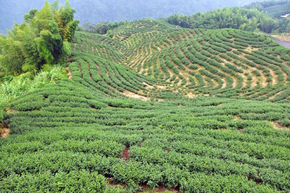 八卦茶园 摄影：Eva隨手拍