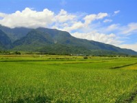 綠油油的禾稻與山巒遙相呼應<br/> 攝影：台東觀光旅遊網 提供