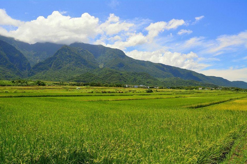 綠油油的禾稻與山巒遙相呼應 攝影：台東觀光旅遊網 提供