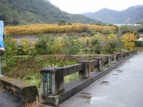 小橋 攝影：楓林農場