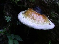 千年靈芝<br/> 攝影：阿英的登山小站