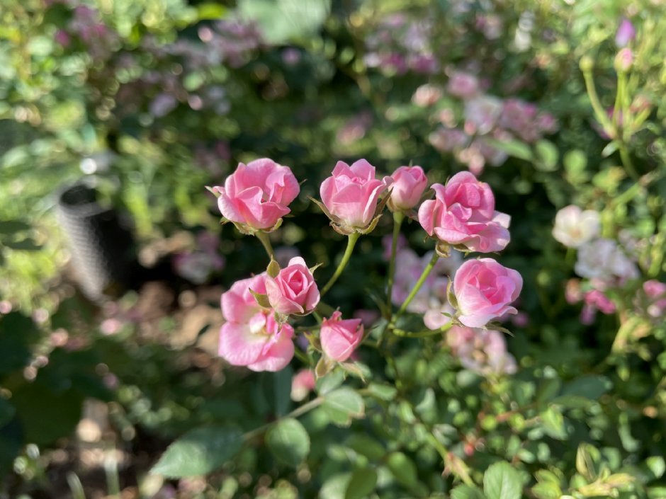 台北玫瑰園 攝影：Eva隨手拍